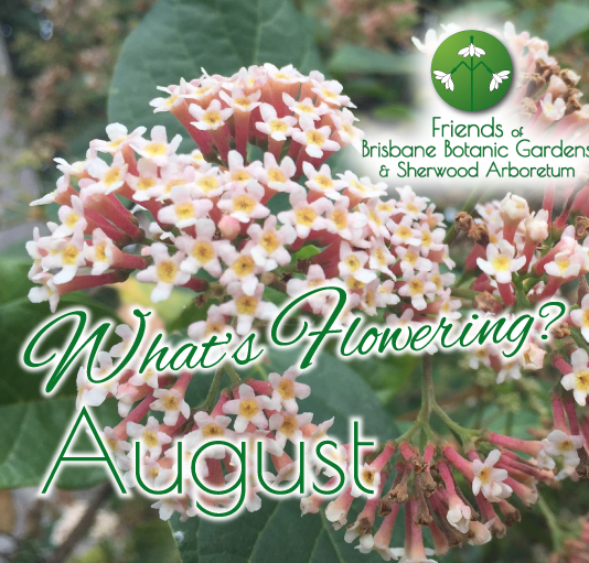 Whats Flowering in Brisbane Botanic Gardens & Sherwood Arboretum August