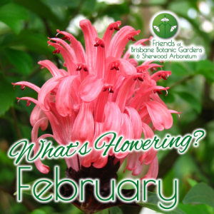 What’s Flowering in Brisbane’s Botanic Gardens – February