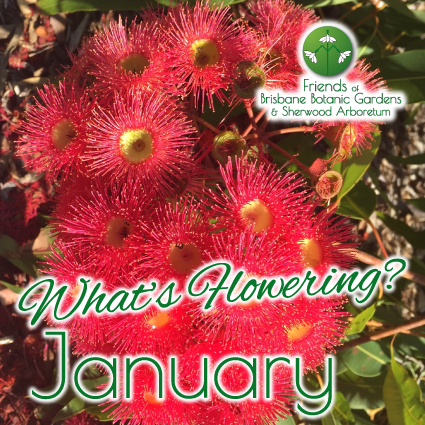 Whats Flowering in Brisbane Botanic Gardens & Sherwood Arboretum January