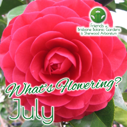 Whats Flowering in Brisbane Botanic Gardens & Sherwood Arboretum July