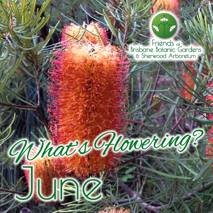 Whats Flowering in Brisbane Botanic Gardens & Sherwood Arboretum June