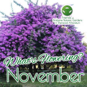 Whats Flowering in Brisbane Botanic Gardens & Sherwood Arboretum November