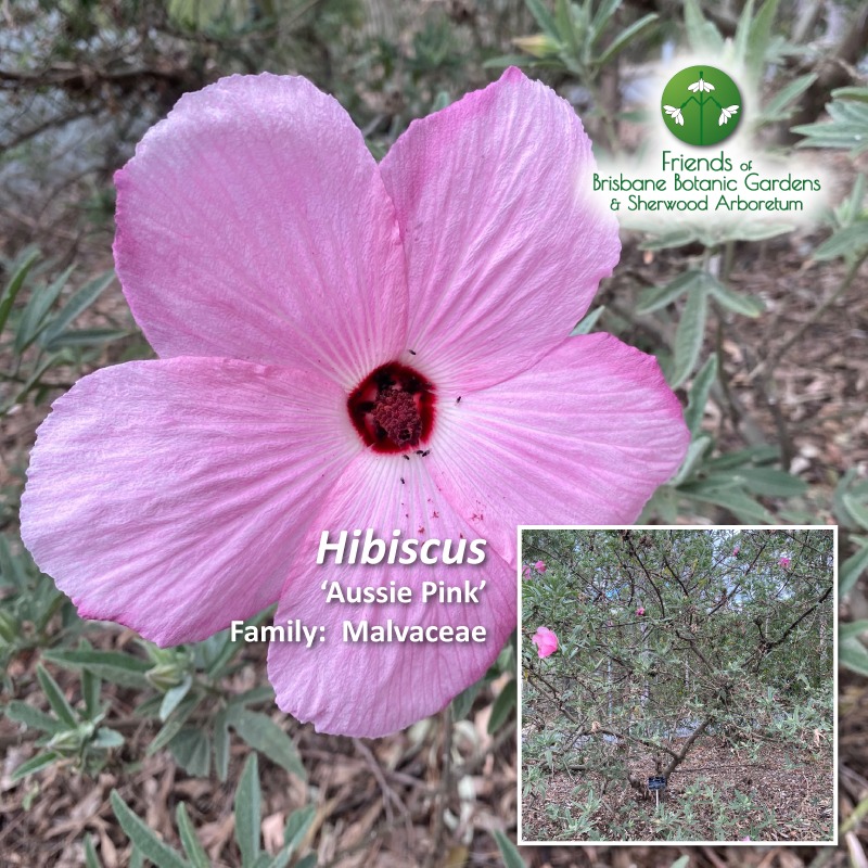 Hibiscus 'Aussie Pink'