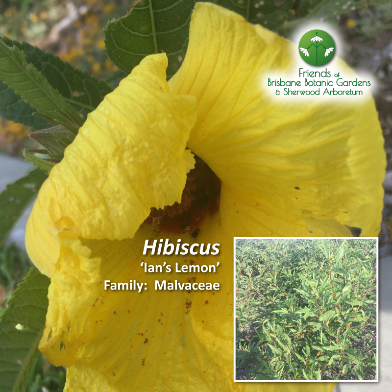 Hibiscus 'Ian's Lemon'
