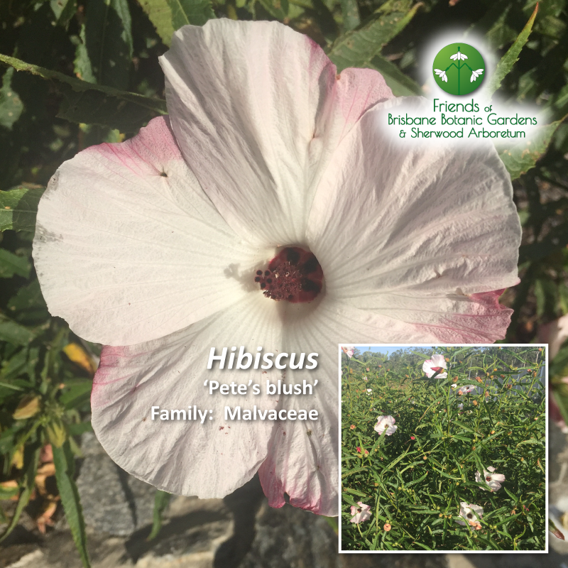 Hibiscus 'Pete's Blush'