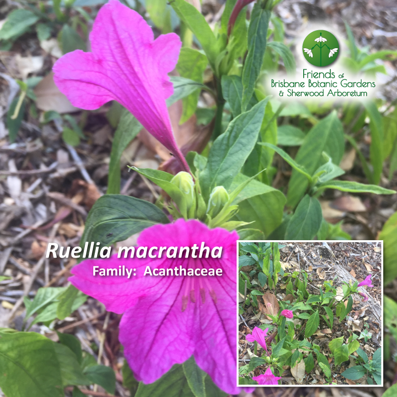 Ruellia macrantha