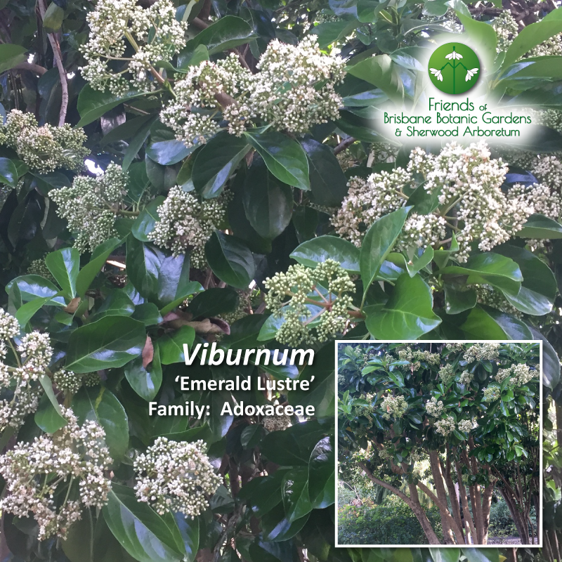 Viburnum 'Emerald Lustre'