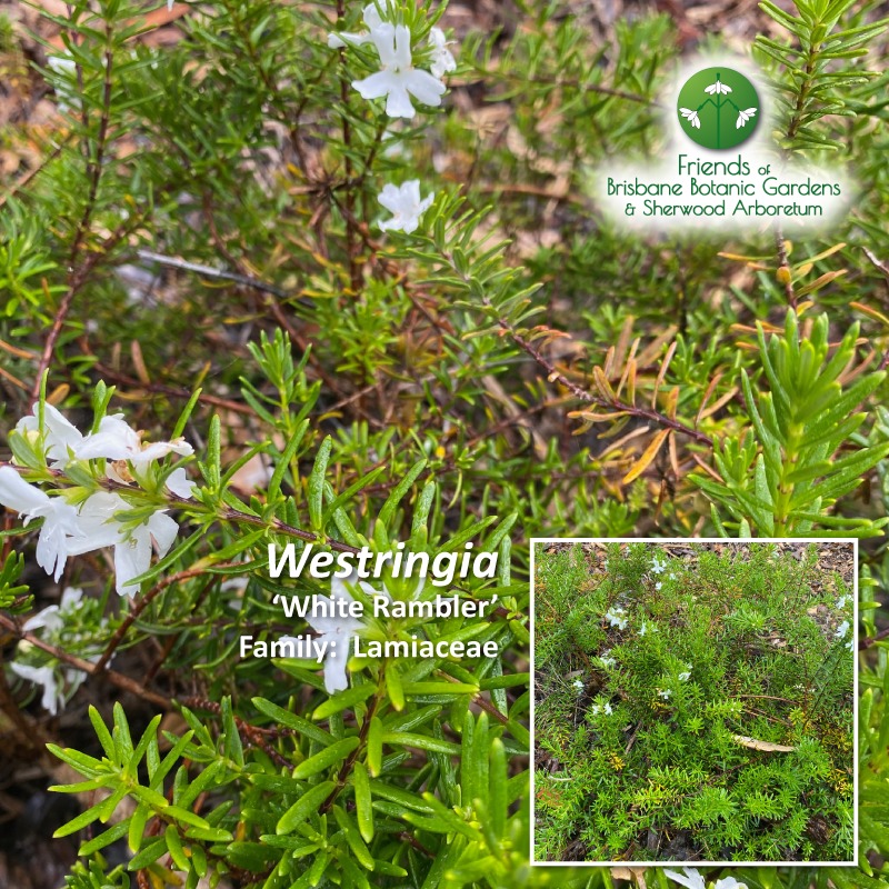 Westringia 'White Rambler'