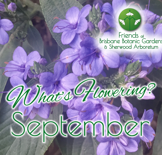 Whats Flowering in Brisbane Botanic Gardens & Sherwood Arboretum August