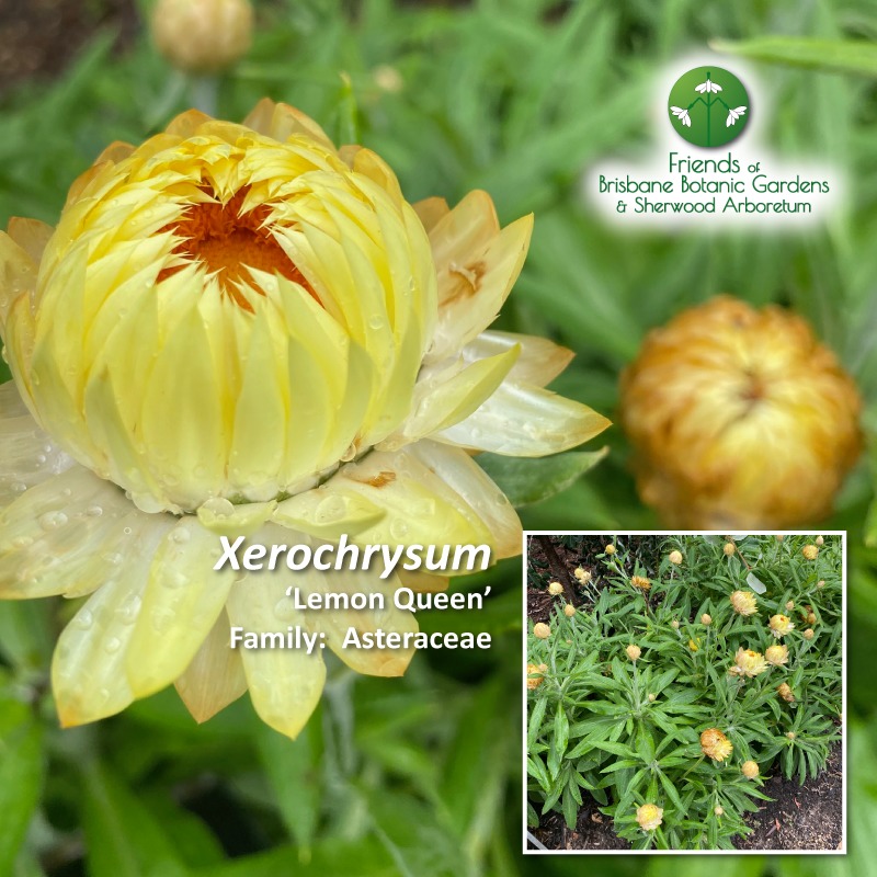 Xerochrysum 'Lemon Queen'