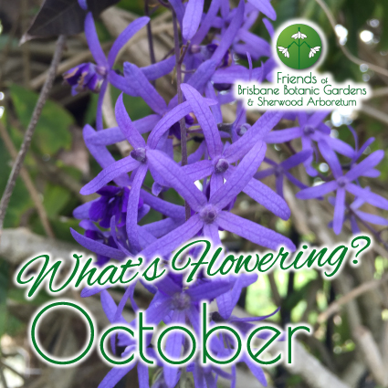 Whats Flowering in Brisbane Botanic Gardens & Sherwood Arboretum October