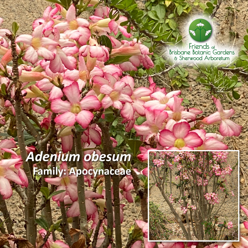 Adenium obesum