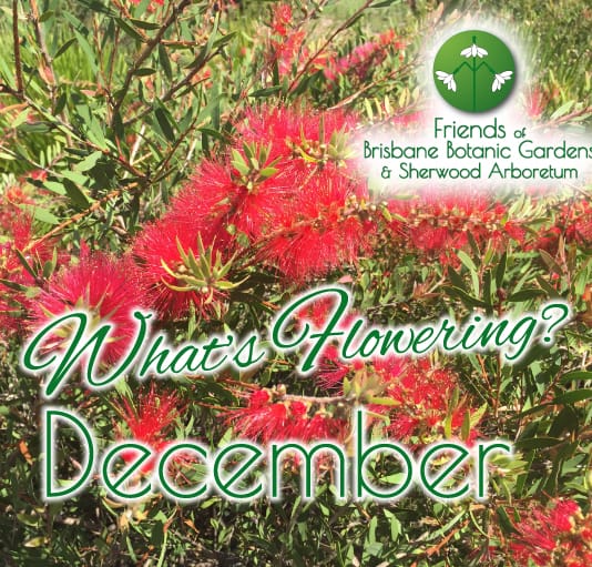 Whats Flowering in Brisbane Botanic Gardens & Sherwood Arboretum December