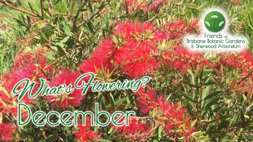 Whats Flowering December Friends of Brisbane Botanic Gardens