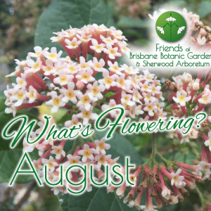 Whats Flowering in Brisbane Botanic Gardens & Sherwood Arboretum August