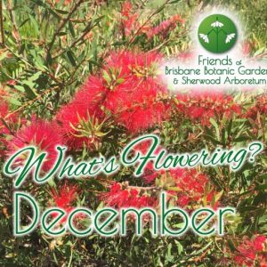 Whats Flowering in Brisbane Botanic Gardens & Sherwood Arboretum December