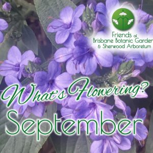 Whats Flowering in Brisbane Botanic Gardens & Sherwood Arboretum September