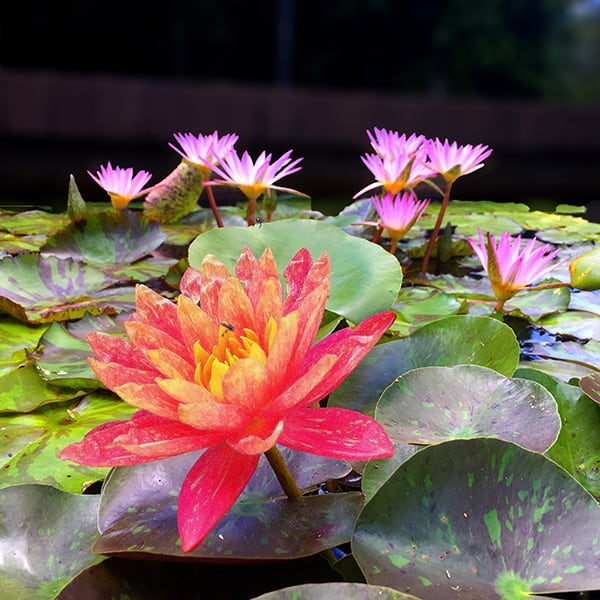 Mt Coot tha Botanic Gardens Jim Dobbin