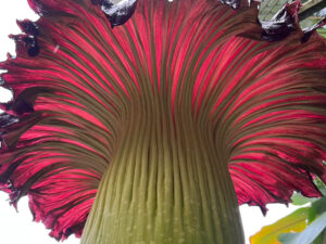 Rare corpse flower in bloom at Cairns Botanic Gardens