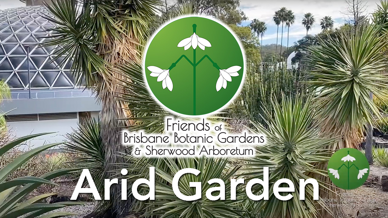 Brisbane Botanic Gardens Mt Coot-tha: Arid Region Plants Garden