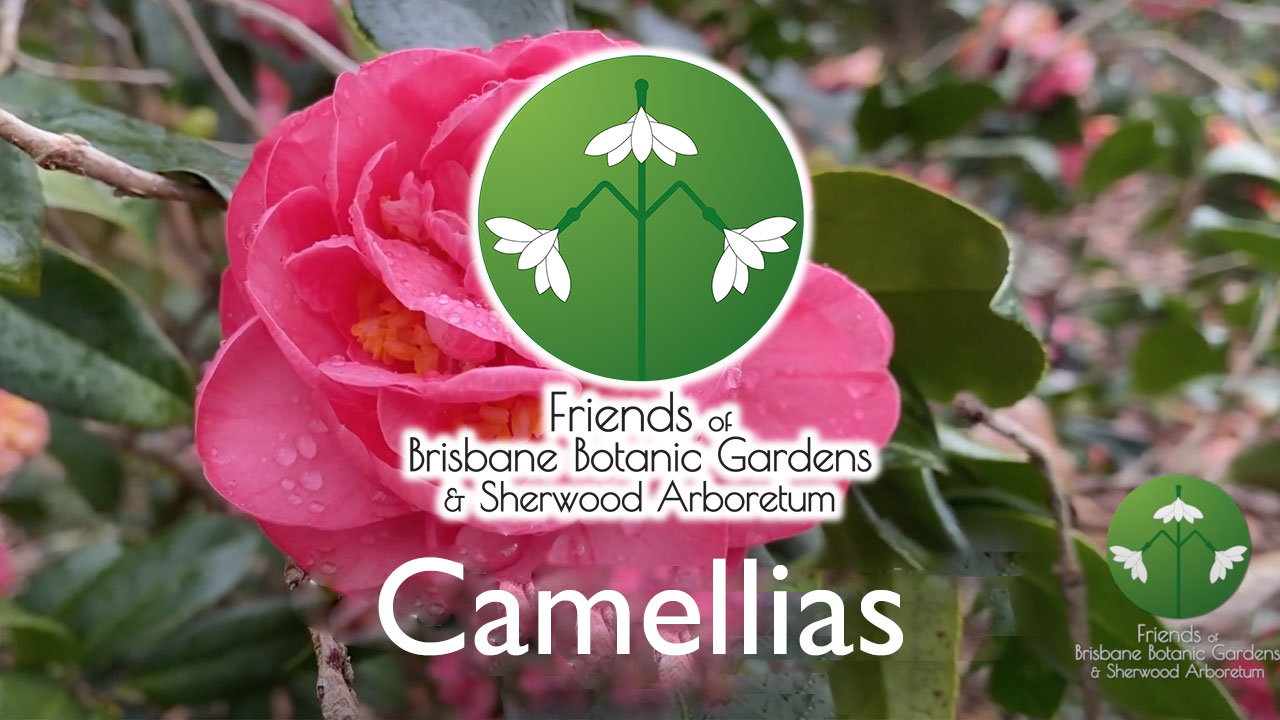 Brisbane Botanic Gardens Mt Coot-tha: Camellias
