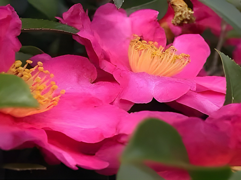 Camellia Walk