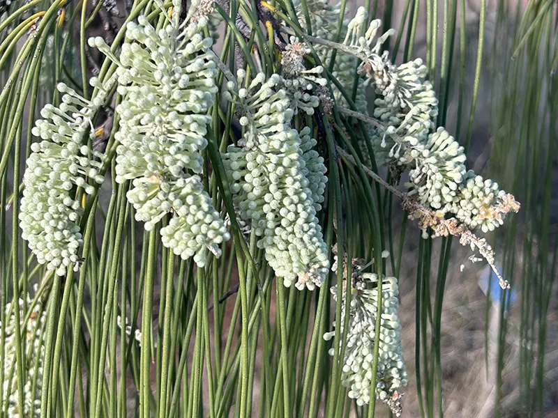 Myall Park Reserve – NOW JULY 29 – where the Gordon grevilleas were produced, with Marie Hollingworth (speaker)