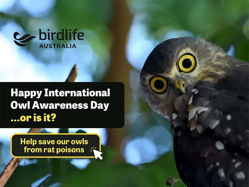 Happy International Owl Awareness Day 2025!