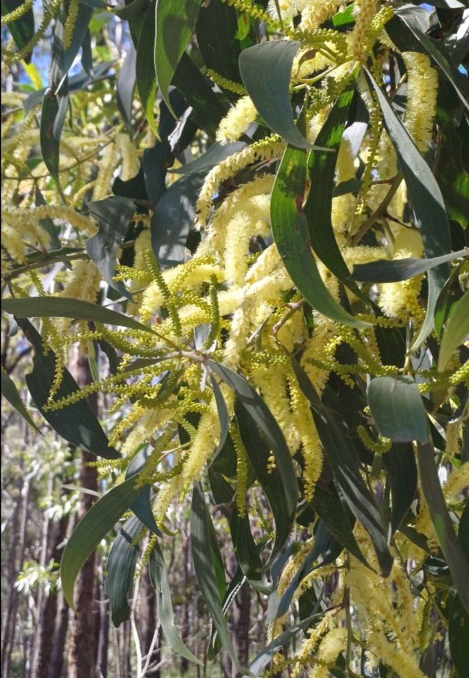 Acacia blossom