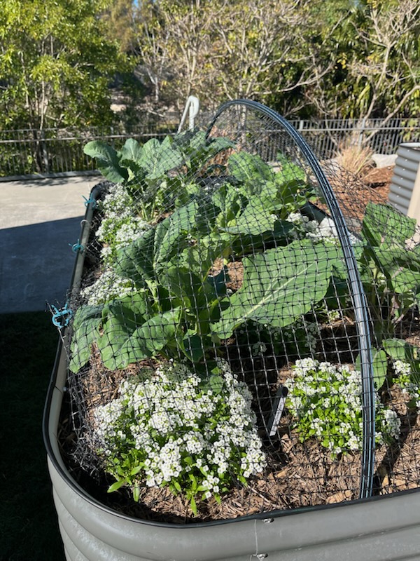 Kitchen garden bed