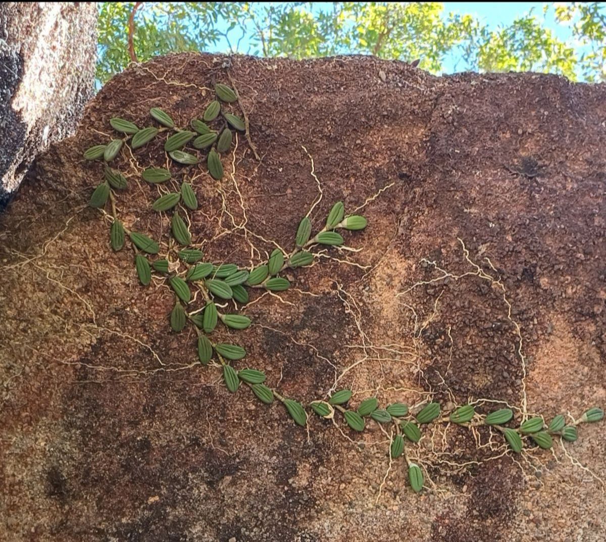 Rock and vine pattern