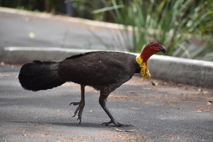 Scrub turkey