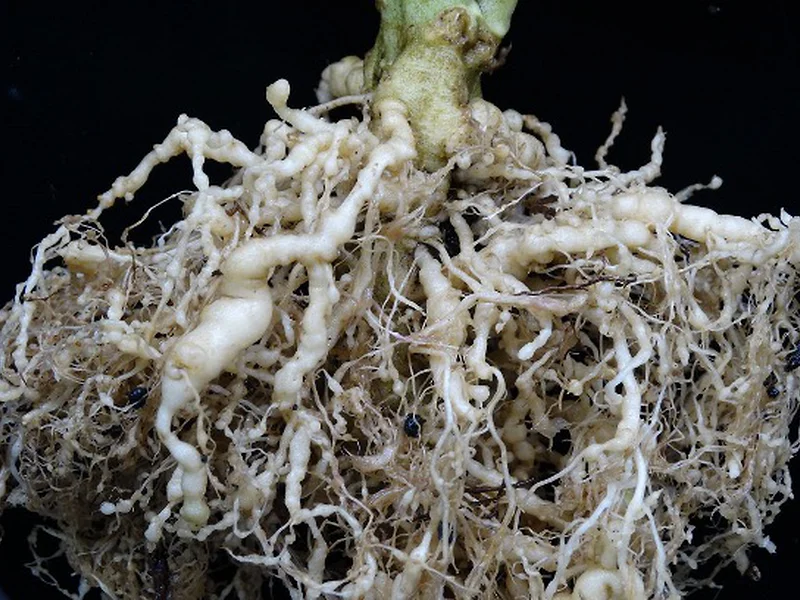 Nematodes: the good, the bad and the ugly