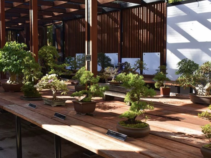2hr Bonsai Watercolour Workshop with Leticia Collins