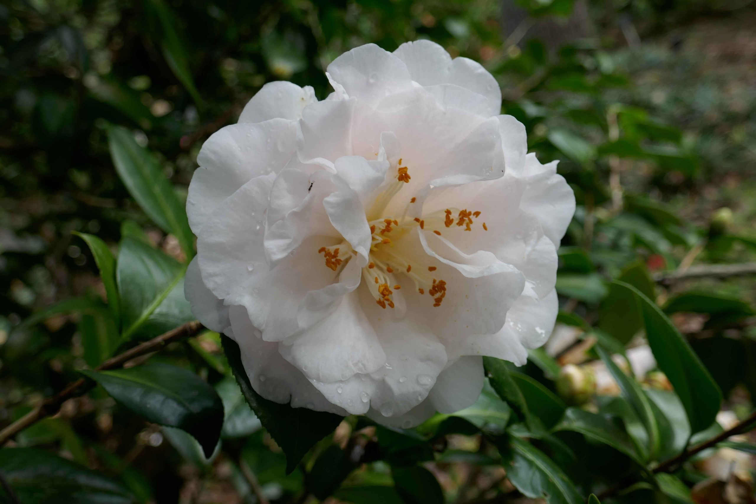 Lilygram July 2026