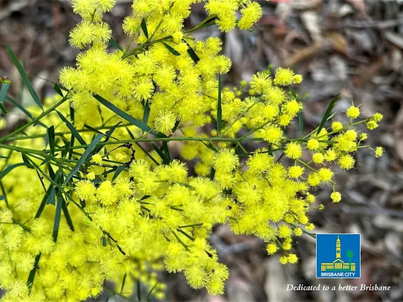 The Wattle Blooms Walks in the Brisbane Botanic Gardens – Mt Coot-tha